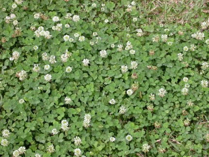 white clover.jpg thumbnail